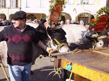 Quand Bazas vénère ses boeufs gras 