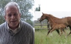 Autour du Jumping de Bordeaux: cheval de sport couleur sud-ouest