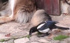 Jimmy la pie et Pataud le chien: quand on s'aime!