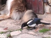 Les amours de Jimmy la pie et de Pataud le chien.wmv