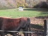 A Sadirac (Gironde) l'aurochs en chair et en os