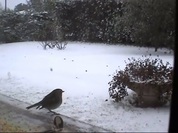 L'hiver des petits oiseaux.wmv