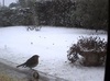 Le rude hiver des petits oiseaux