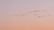 14_Grues Cousseau ours 2.mp4