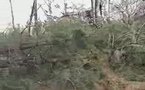 300 000 hectares de forêt de pins maritimes décimés (paysud tv)