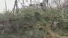 300 000 hectares de forêt de pins maritimes décimés (paysud tv)