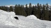 Chiens d'avalanche  en action   en Savoie