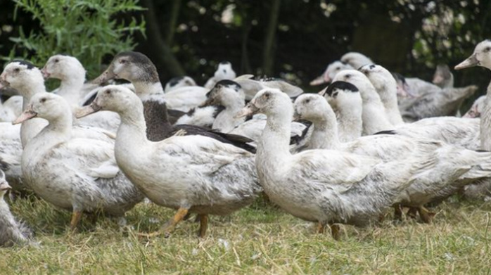 L'après grippe aviaire: Questions de la Coordination  après la levée des restrictions
