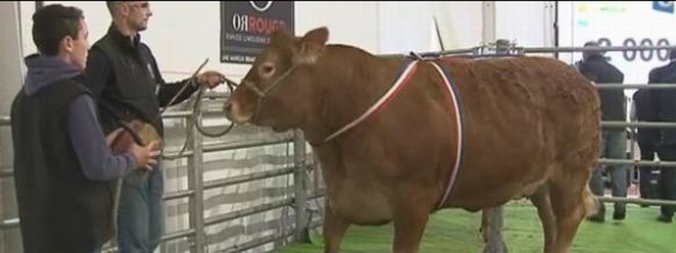 La vache la plus chère de France:une limousine