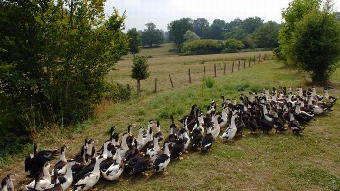 Sale temps pour les canards (ph Ministère Agriculture)