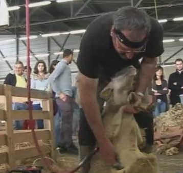 Mondial de tonte:de la Nouvelle-Zélande à la Nouvelle-Aquitaine