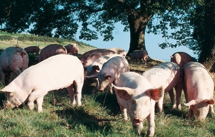 Le dessus du panier de l'Occitanie au Salon de l'Agriculture