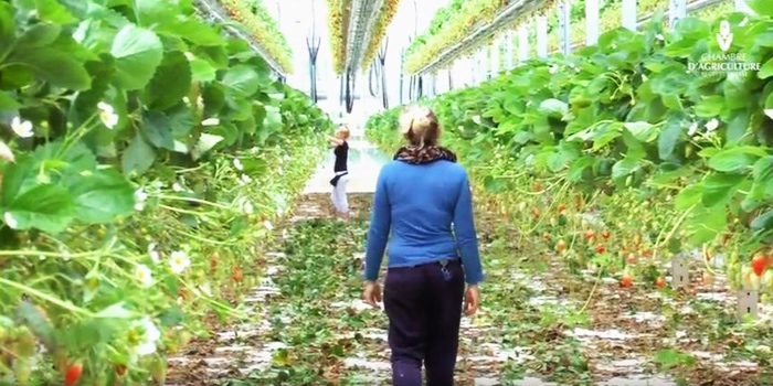 Comment le Lot-et-Garonne cultive l'emploi agricole