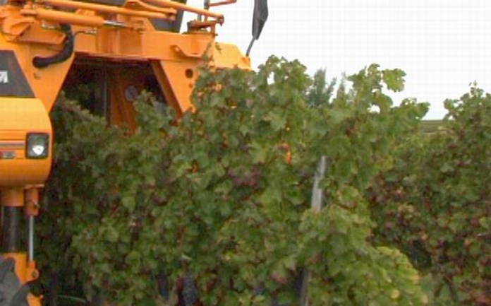 Vendanges dans le sud-ouest (ph PaysudTv)