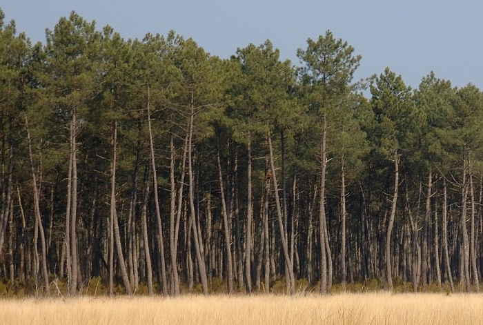 Le rôle du "poumon" landais limité?  (ph INRA Aquitaine)