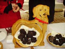 La truffe:une affaire de chien (Ph.Paysud) La truffe:une affaire de chien (Ph.Paysud)