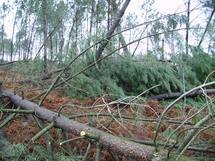  Tempête du 24 janvier: une lourde addition en Aquitaine