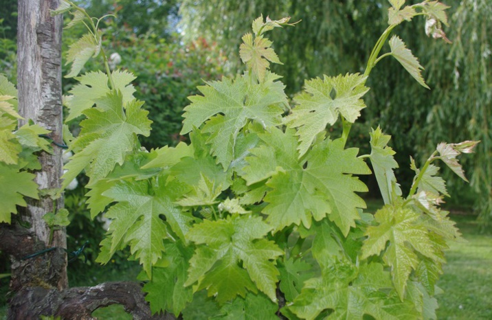 Le vignoble bordelais durement frappé par le gel
