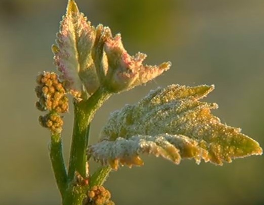 Gelées en Gironde: premier bilan de la chambre d'agriculture