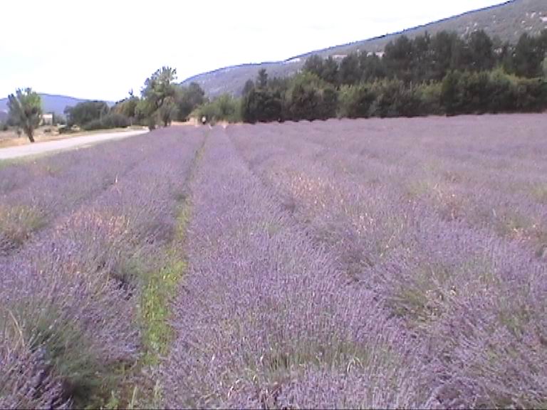 Voyage dans la Provence couleur lavande
