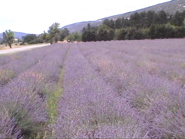 Voyage dans la Provence couleur lavande Voyage dans la Provence couleur lavande