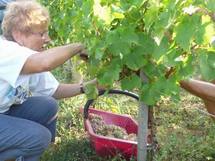 Vendanges girondines :premiers coups de ciseaux en Bio 