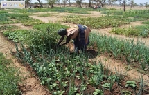 Quand la musique contribue à l'amélioration de la nutrition au Burkina Faso