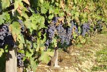 Viticulture d'Aquitaine: la DRAF tire le signal d'alarme Viticulture d'Aquitaine: la DRAF tire le signal d'alarme