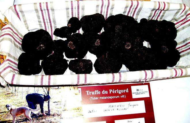 La truffe du Périgord reine de la fête