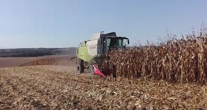 Récolte de maïs dans les Landes (capture d'écran vidéo You Tube P.Brocquet)