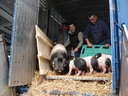 L'Aquitaine s'installe au Salon International de l'Agriculture