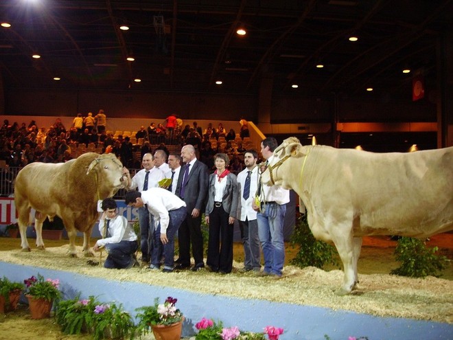 Les deux grands champions de la blonde d'Aquitaine