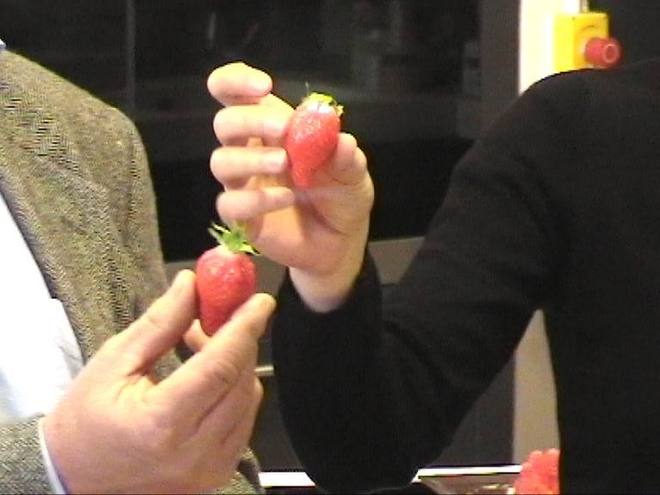 Gariguette et ciflorette, ces fraises qui font le printemps Gariguette et ciflorette, ces fraises qui font le printemps