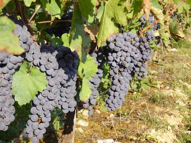 Faut-il ouvrir la porte aux OGM en viticulture?