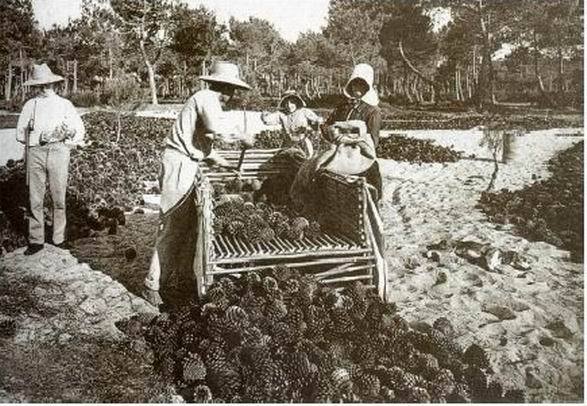 Des forêts et des hommes à  La  Teste de Buch (Gironde)