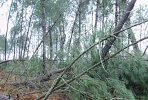 Prix du foncier: les forêts subissent l'effet tempête