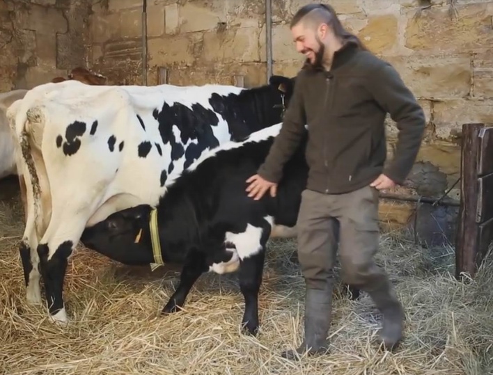 La vache bordelaise obtient le second prix de l'agrobiodiversité