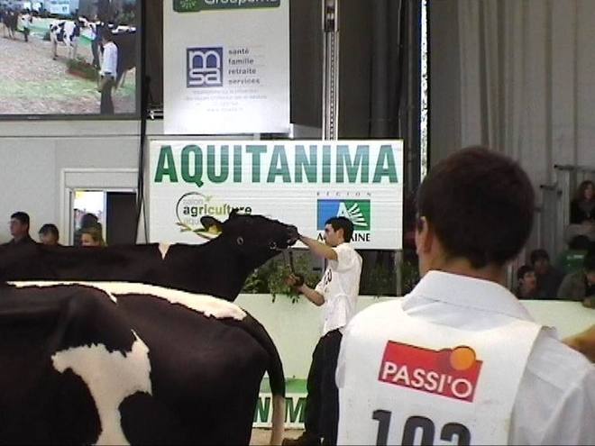 Aquitanima: concours Prim'Holstein sur fond de grandes inquiétudes Aquitanima: concours Prim'Holstein sur fond de grandes inquiétudes