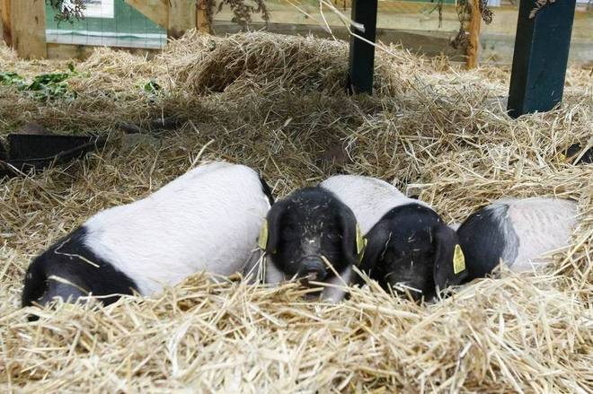 Le porc basque en vedette au Salon de l'Agriculture