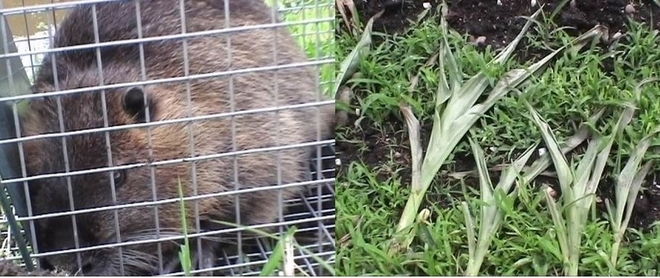 Quand les nuisibles attaquent les cultures... Quand les nuisibles attaquent les cultures...