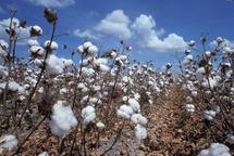 Un pas décisif dans l'amélioration du coton avec Monsanto et Illumina