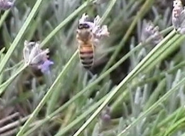 La Nouvelle-Aquitaine lance un plan abeilles