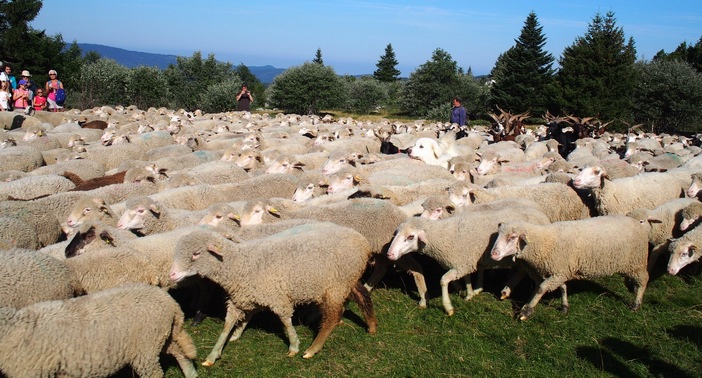 Un troupeau de 1000 moutons... (ph DR)