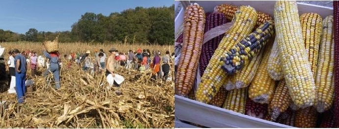 Bio d'Aquitaine fête la biodiversité des semences dans les Landes