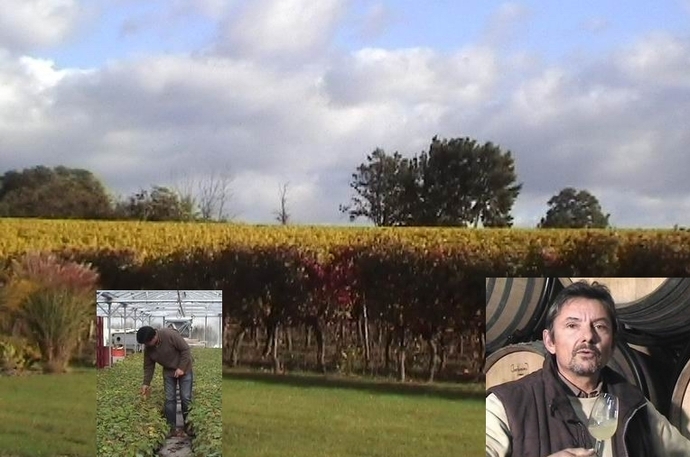  Vinitech-Sifel à Bordeaux: les chemins qui vont de la vigne au vin