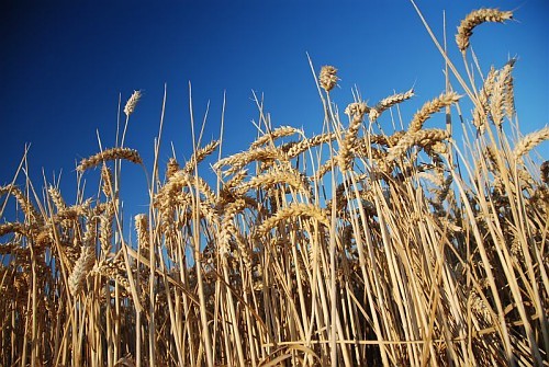 Boom du revenu, nouveau président à la FNSEA: 2010 l'année  des surprises agricoles