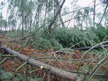 Une nouvelle interprofession forêt-bois en Aquitaine Une nouvelle interprofession forêt-bois en Aquitaine
