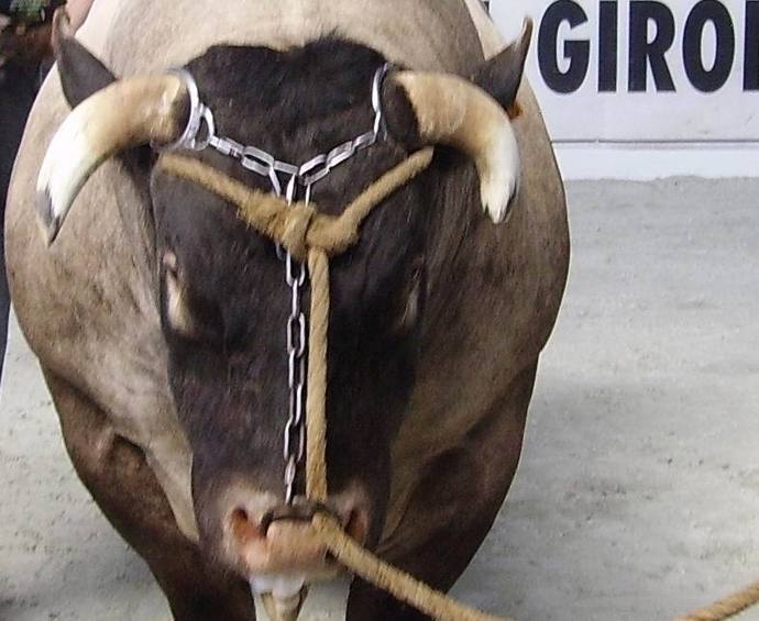 Prix du steak : éleveurs et consommateurs payent la facture Prix du steak : éleveurs et consommateurs payent la facture