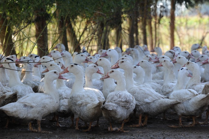 Une biosécurité renforcée côté élevage (ph Maïsadour) Une biosécurité renforcée côté élevage (ph Maïsadour)
