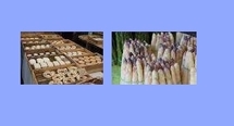 L'asperge du Blayais bientôt en fête L'asperge du Blayais bientôt en fête